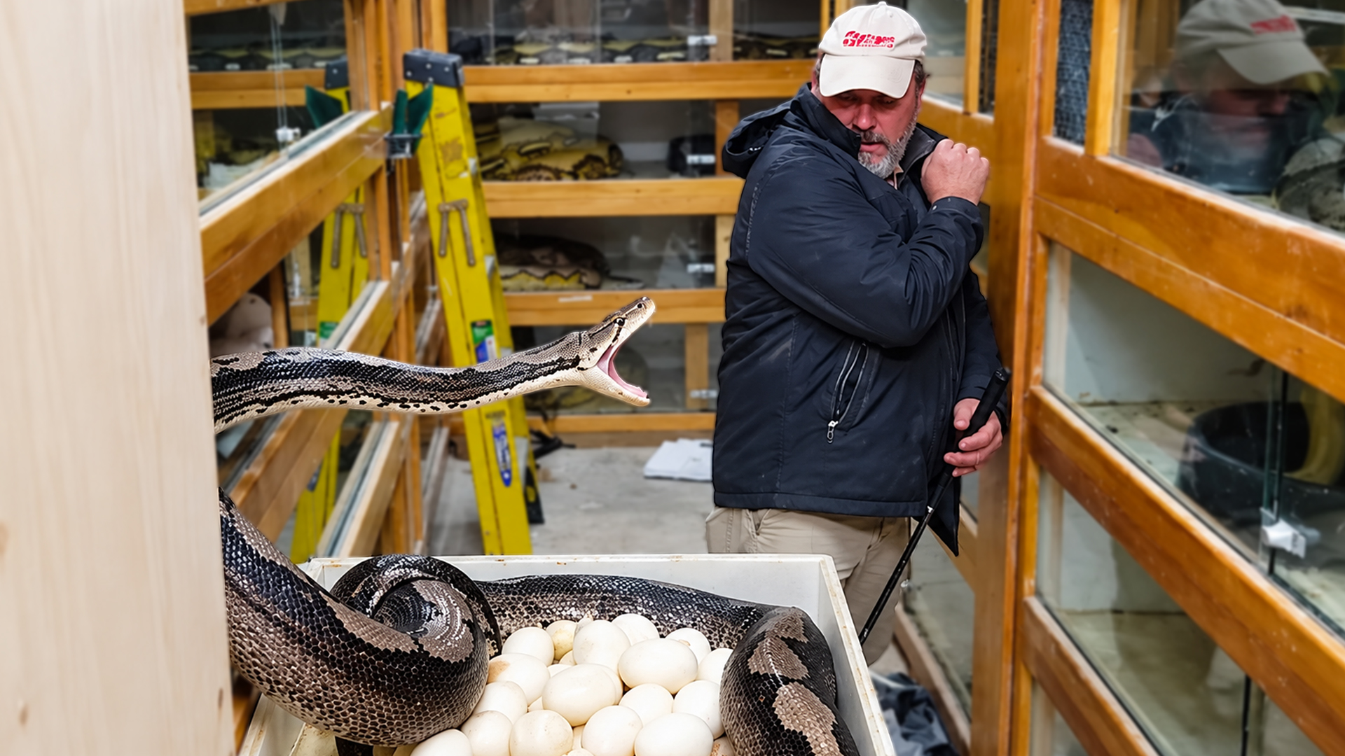Collecting rare python eggs becomes a dangerous challenge