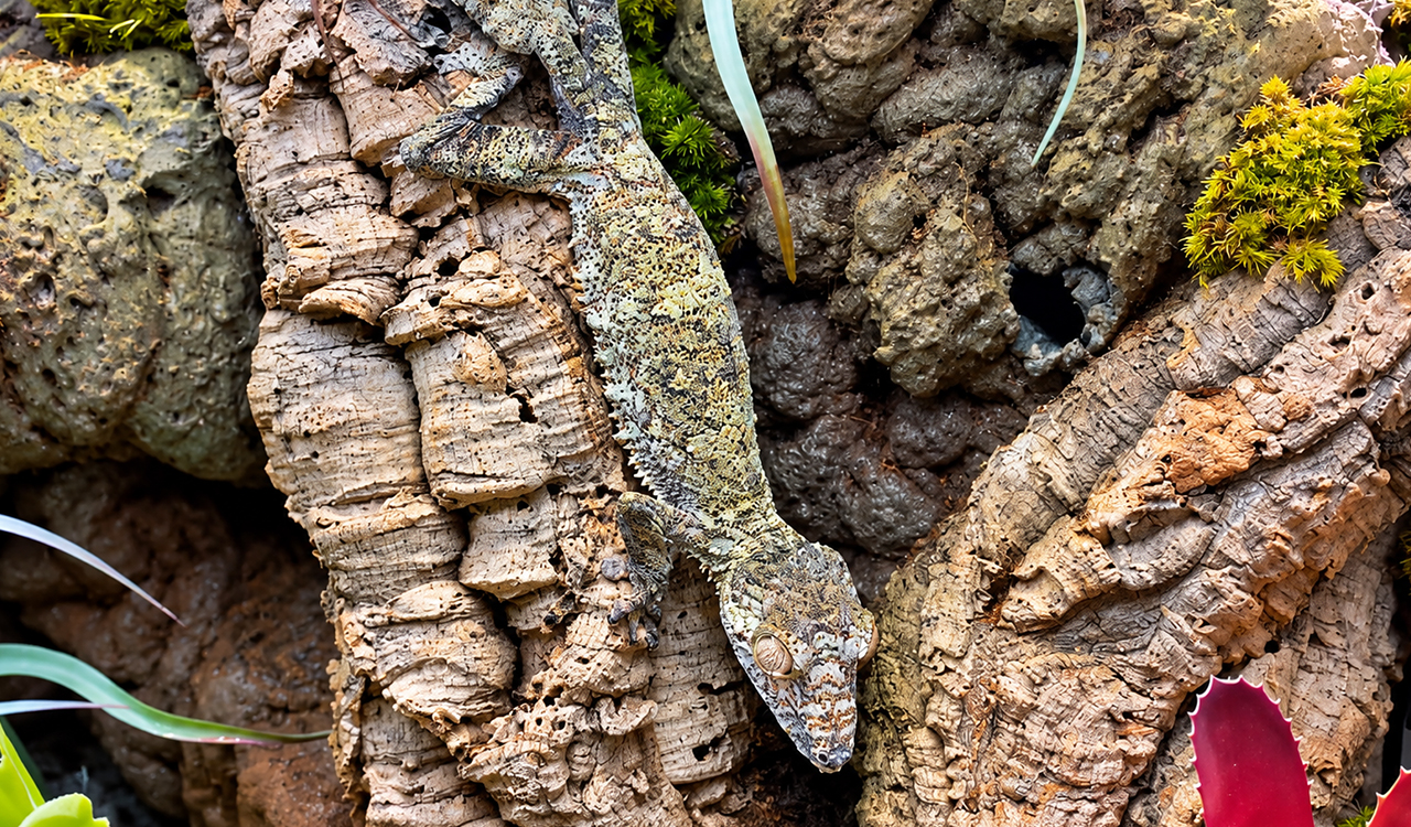 Giant leaf-tailed gecko is almost impossible to spot