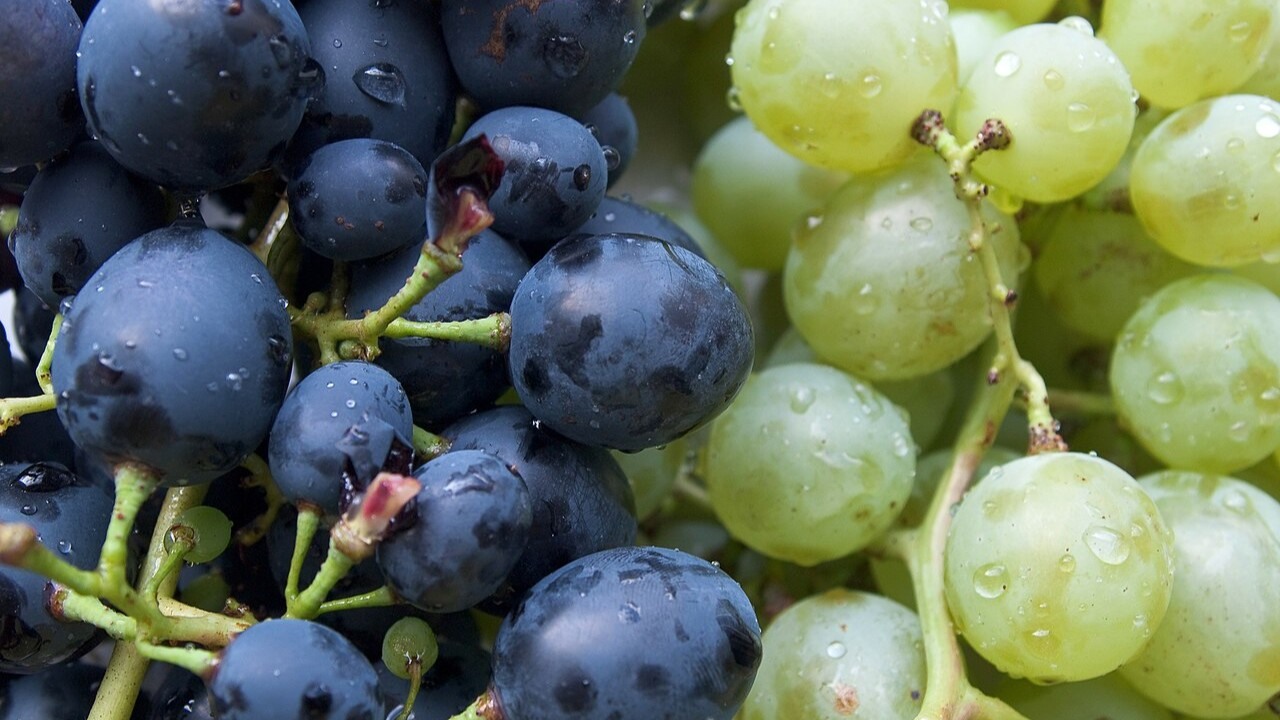 The grape flavor mystery goes back more than 100 years