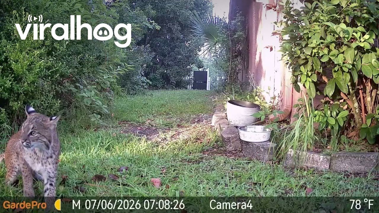 Rare bobcat mating encounter captured on camera