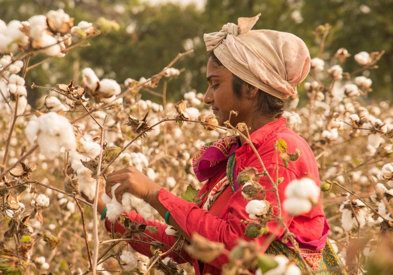 Better Cotton Initiative becomes a regenerative standards system