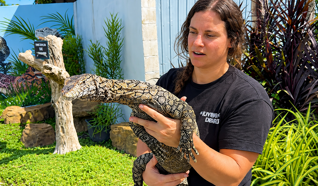 This rare monitor is immune to venomous snake bites