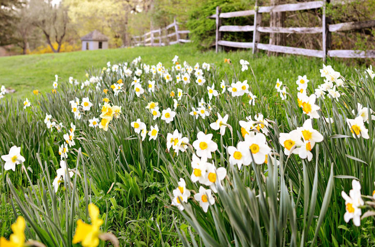 8 common fall bulb-planting mistakes and simple fixes for a colorful ...