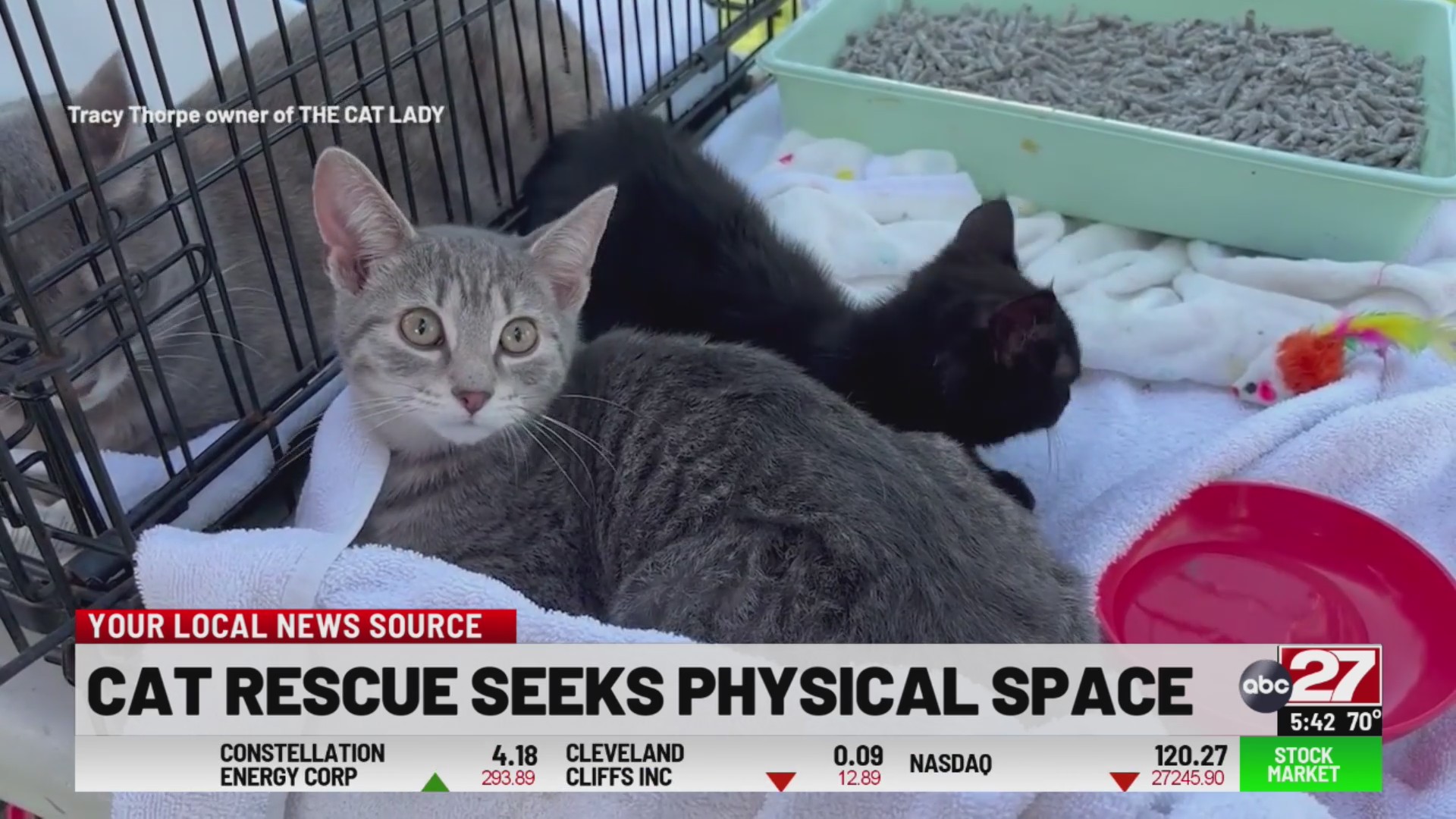 Local cat rescue looking to open new physical location