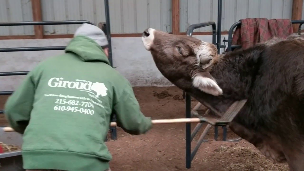 Steer discovers a rake makes the perfect back scratcher