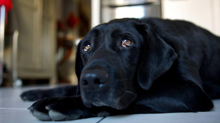 Black lab celebrates her nightly treat in the most embarrassing way ...