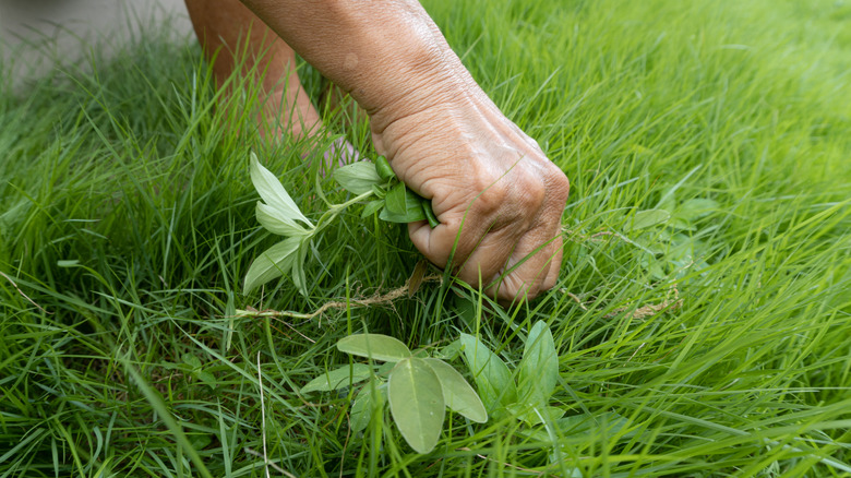 No pulling or digging: The quicker tool for removing weeds from Ace ...