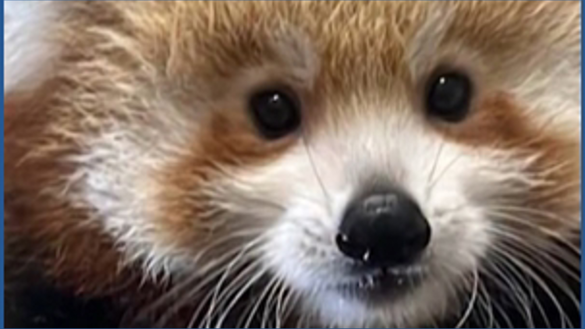 Help name this baby red panda