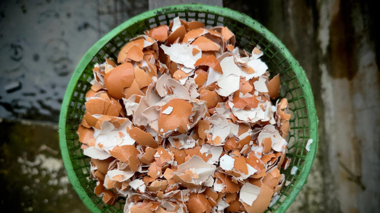 Can you put eggs in the compost?