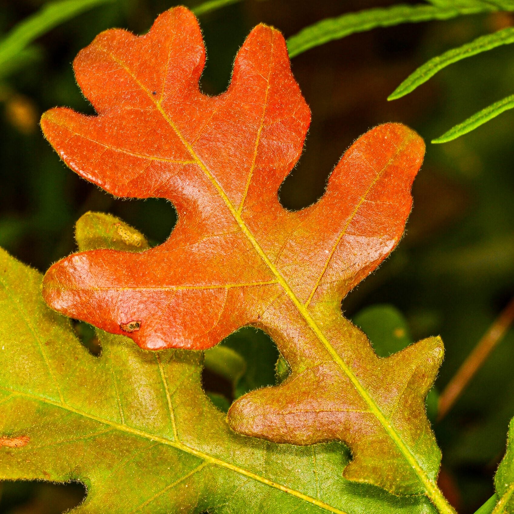 White oak vs red oak tree: What’s the difference?