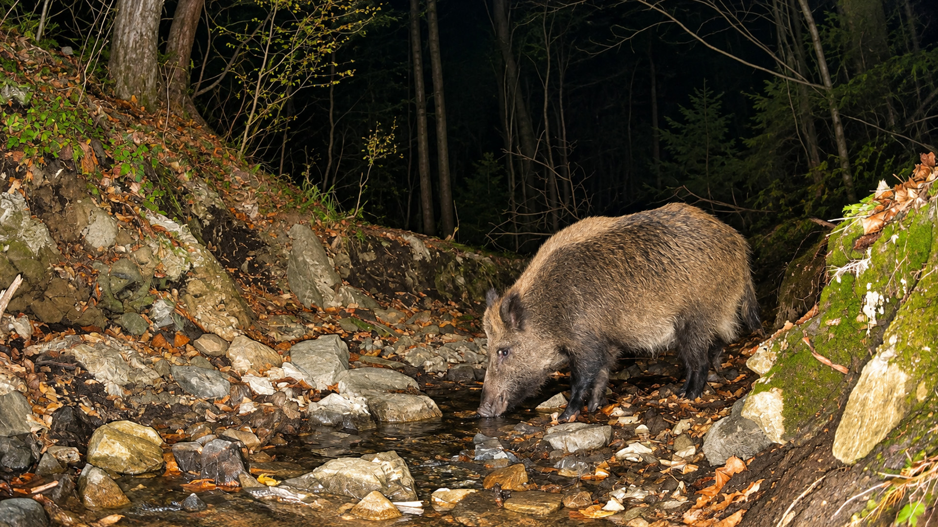A camera watched this rocky stream after dark until a wild boar appeared