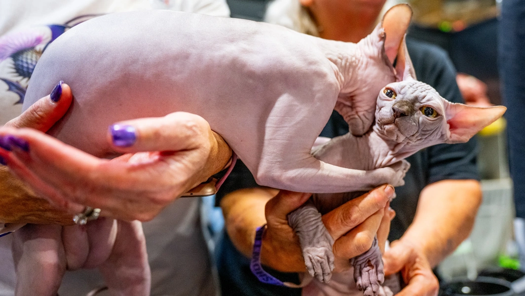 Living the Sphynx cat life with love and care