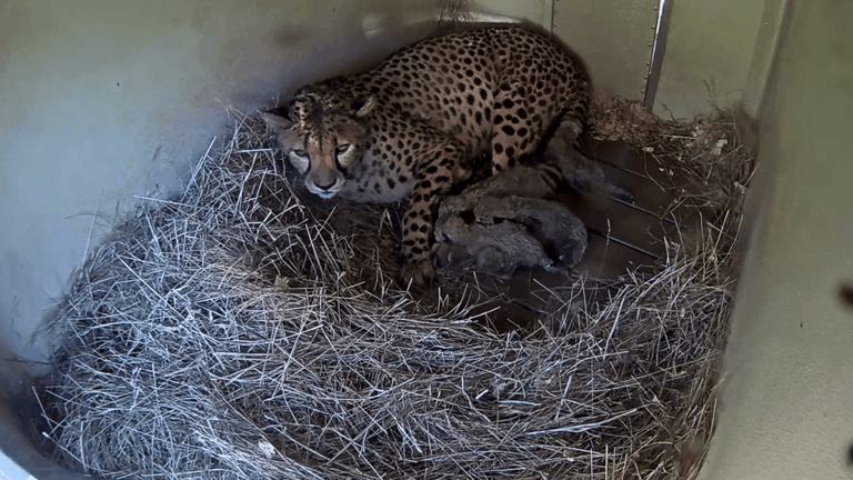 Smithsonian welcomes five cheetah cubs as live camera returns