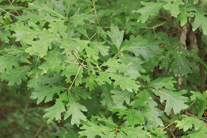 White oak vs red oak tree: What’s the difference?