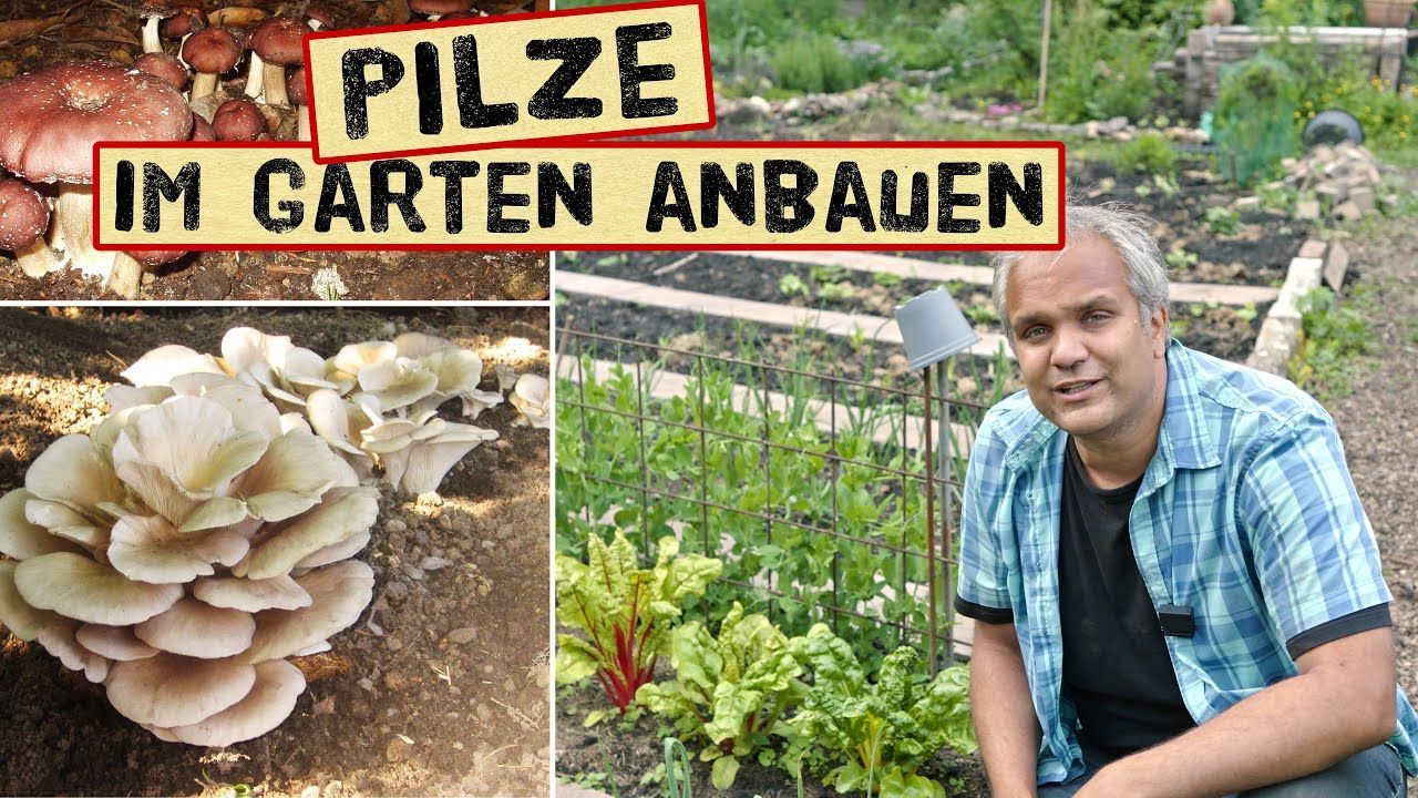 Pilze im Garten anbauen - Pilzbeet richtig anlegen und jahrelang ernten ...