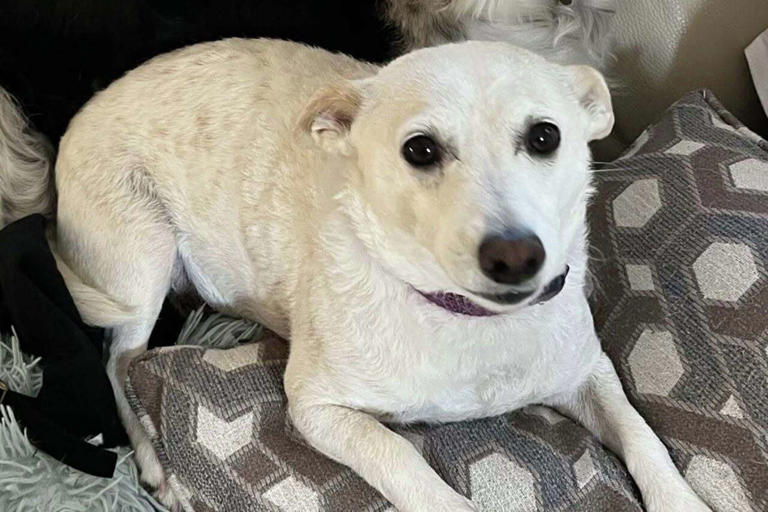 Time is running out to save California family dog lost in Yellowstone