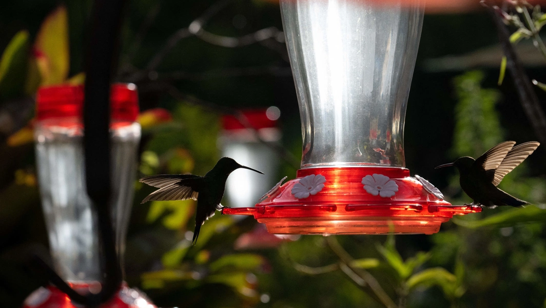 Reducing hummingbird feeder aggression