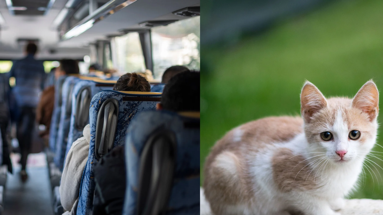 Bus driver removal dispute: Kitten rescue costs Maryland driver route ...