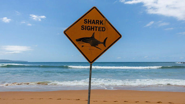Shark attack survivor says as he was trying to poke its eye, the shark ...