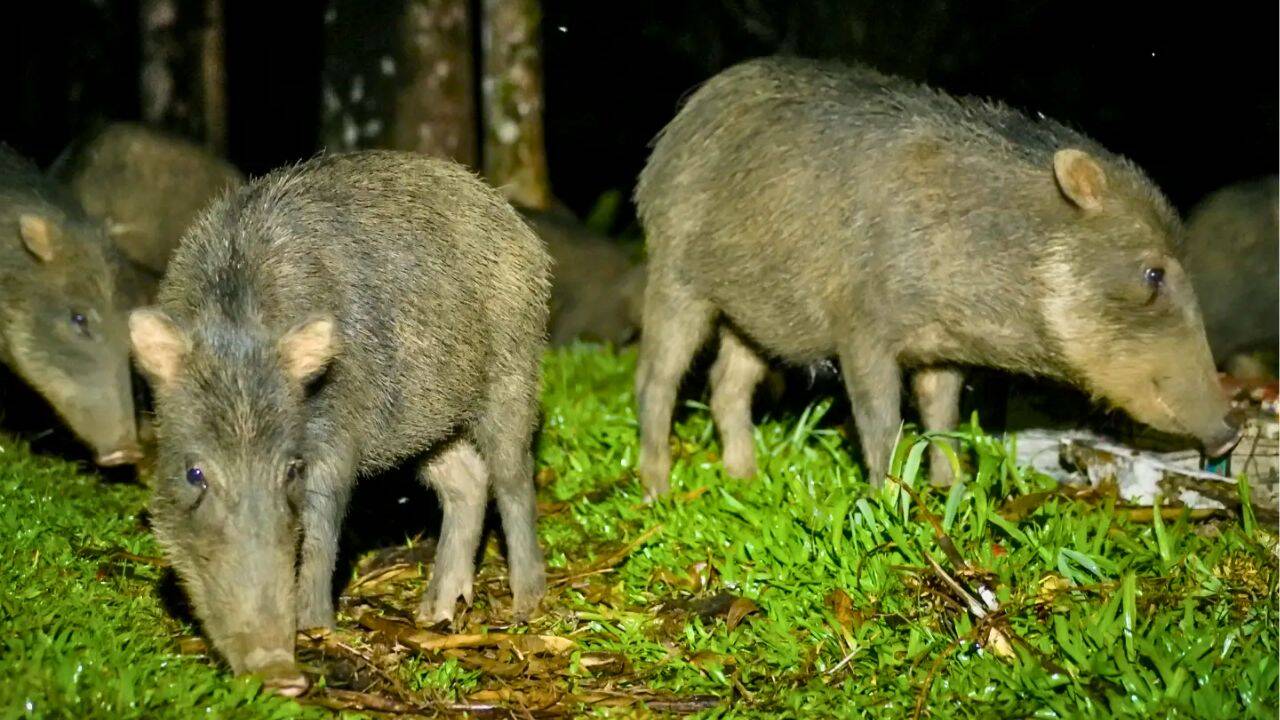 Costa Rica releases 13 white-lipped peccaries into a national park ...