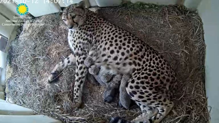 Smithsonian welcomes five cheetah cubs as live camera returns