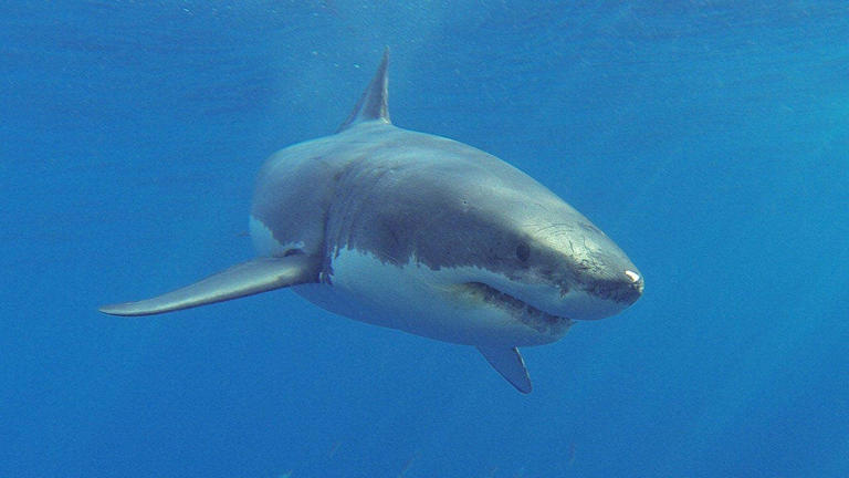 Shark attack survivor says as he was trying to poke its eye, the shark ...