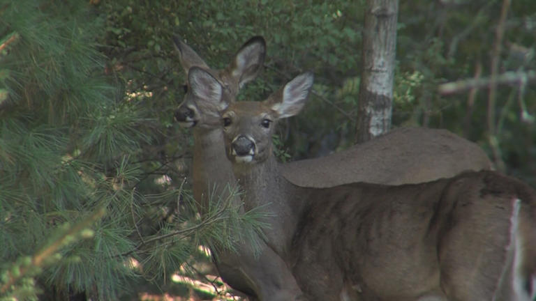 ND Game and Fish asks hunters to report sick, dead deer amid EHD monitoring