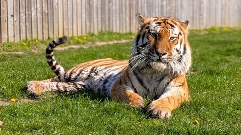 Fate of rare tiger at UK zoo revealed after man killed in attack