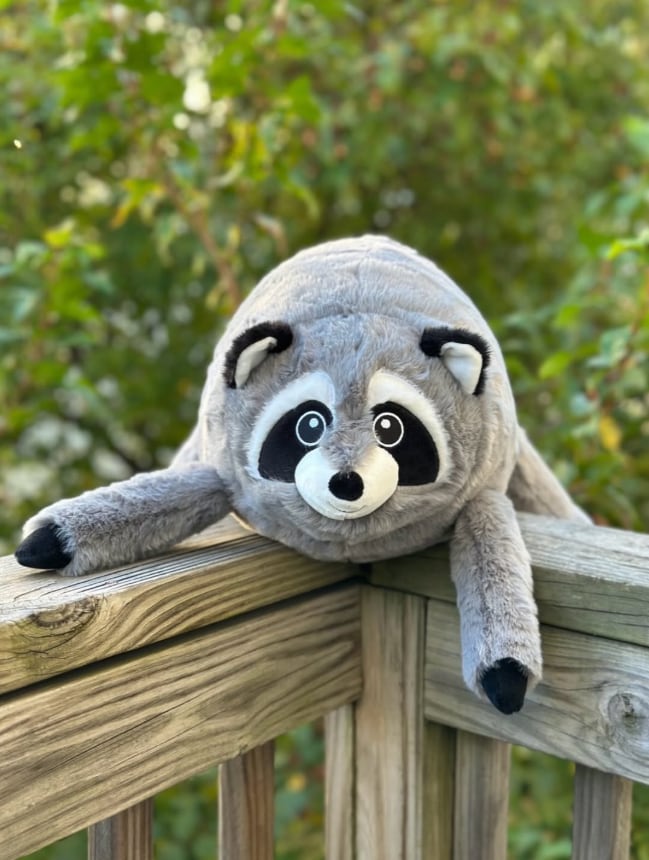 Jimothy the raccoon dog plushie coming to Costco