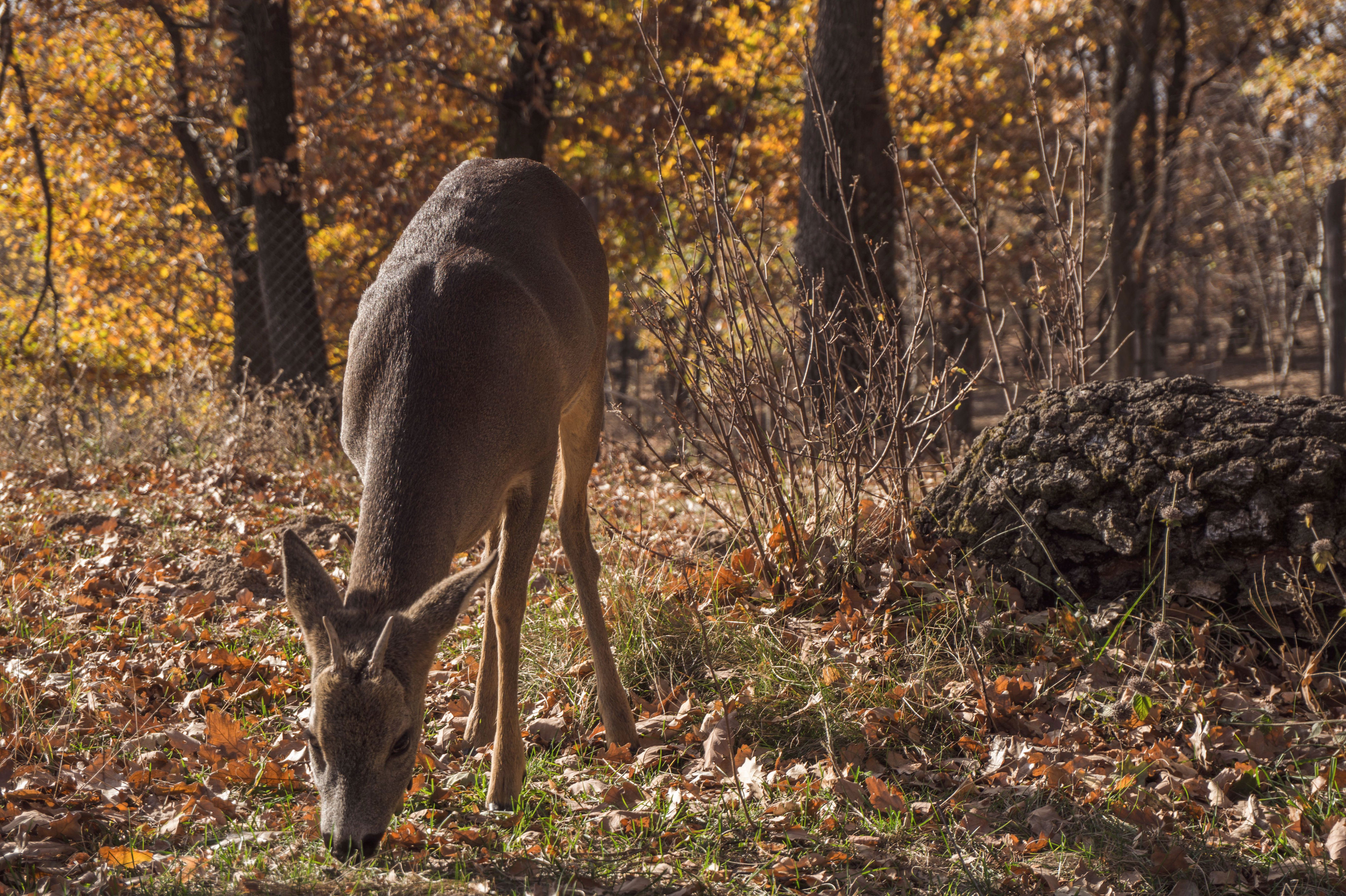 How an old Christmas tree farm became one of the most important ...