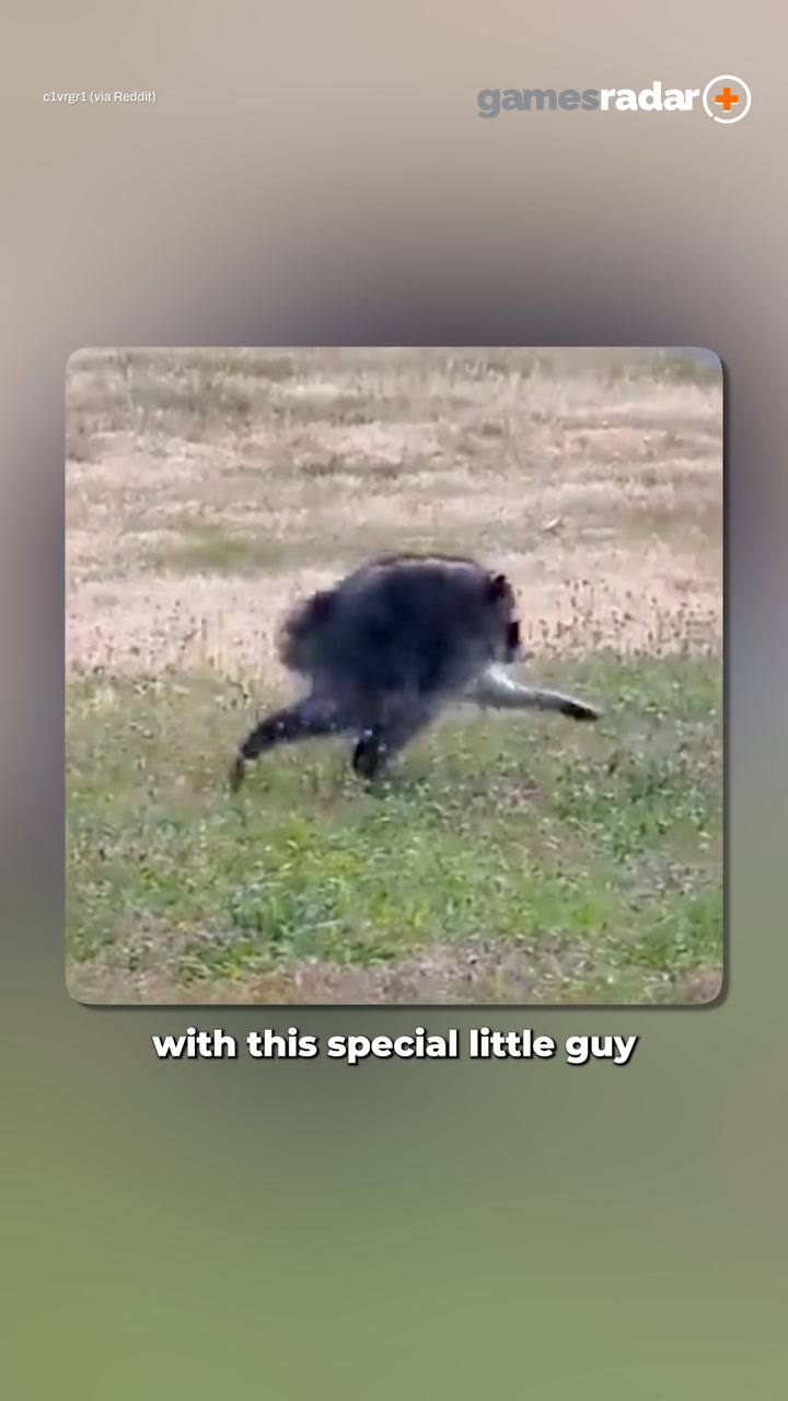 How a viral raccoon became a video game icon