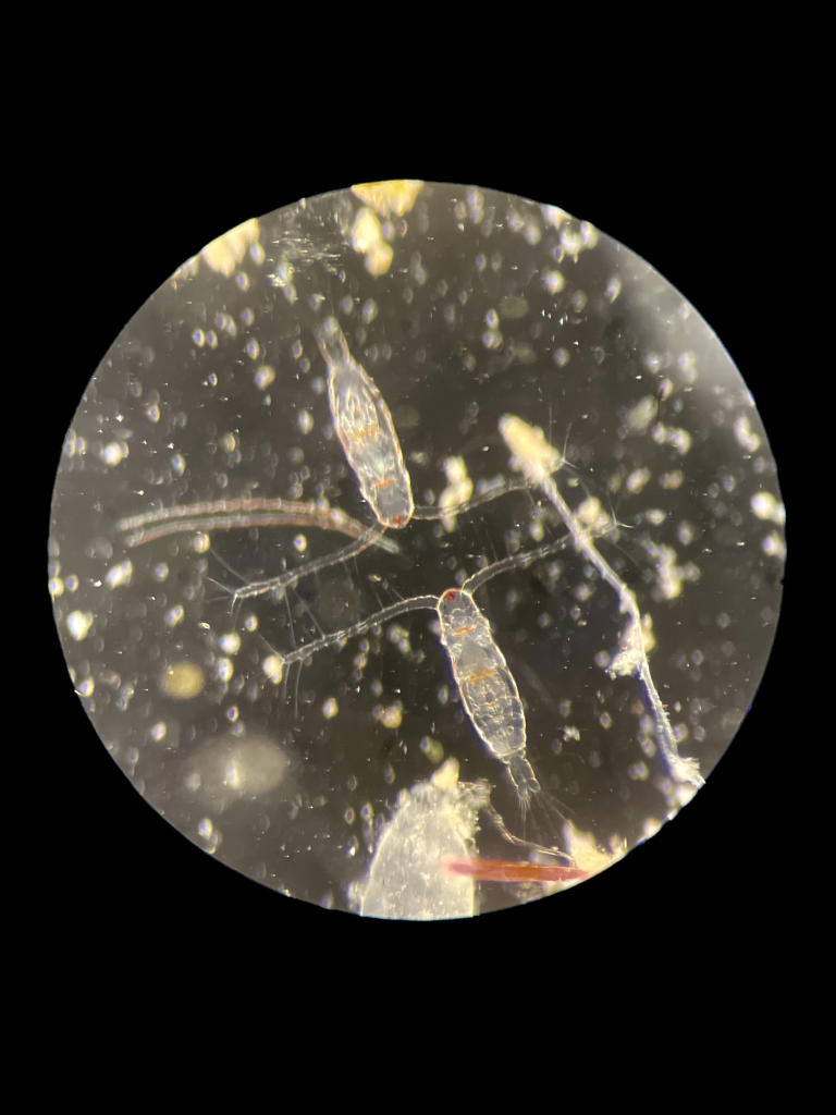 UC Santa Cruz study finds new method to predict domoic acid outbreaks