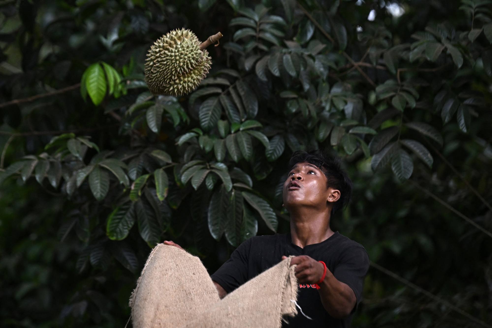 Thailand’s deepening labour shortage roils harvest as unpicked fruits rot