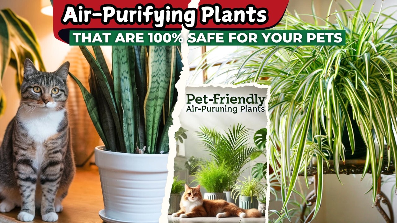 These pet friendly houseplants bring fresh greenery into your home