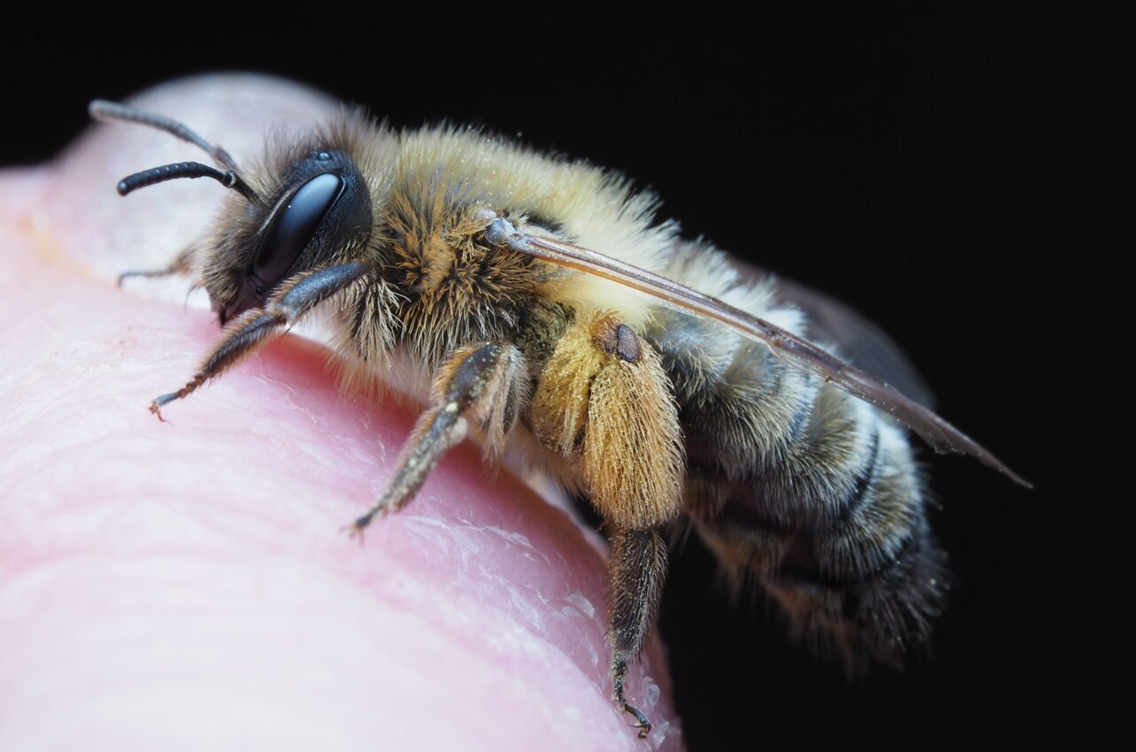 High-speed video reveals how honey bee stingers keep pumping venom ...