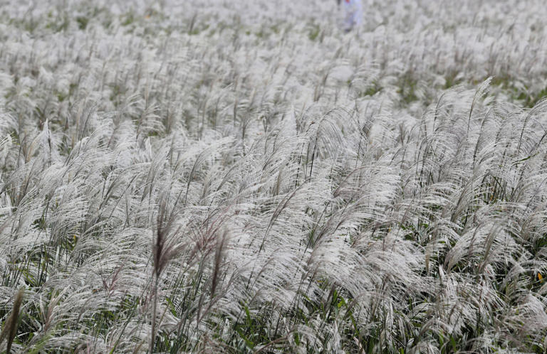 Taehwa River reed habitat recovers with autumn silver waves