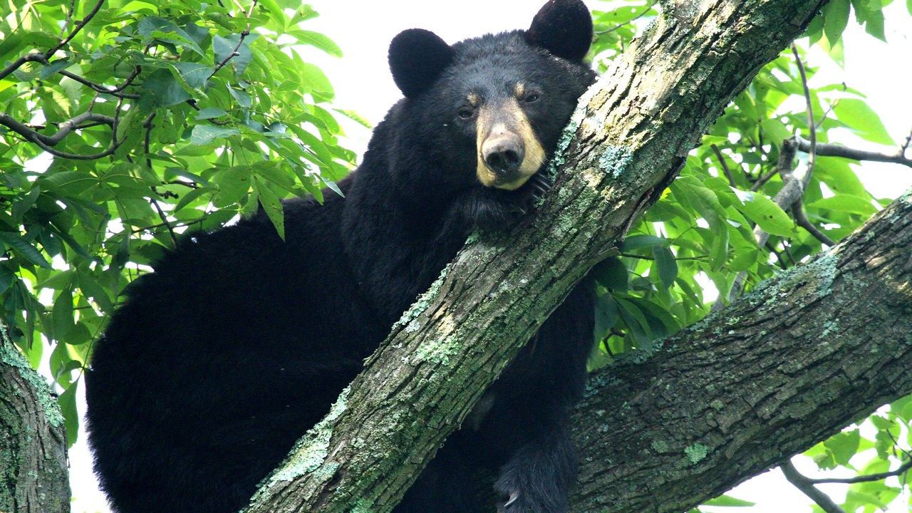 10 wild animals American states ban or tightly license as pets, from ...