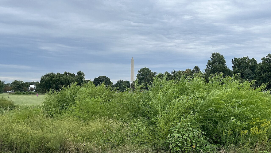 Ignorance is not an excuse: Judge Reyes halts cutting at East Potomac ...