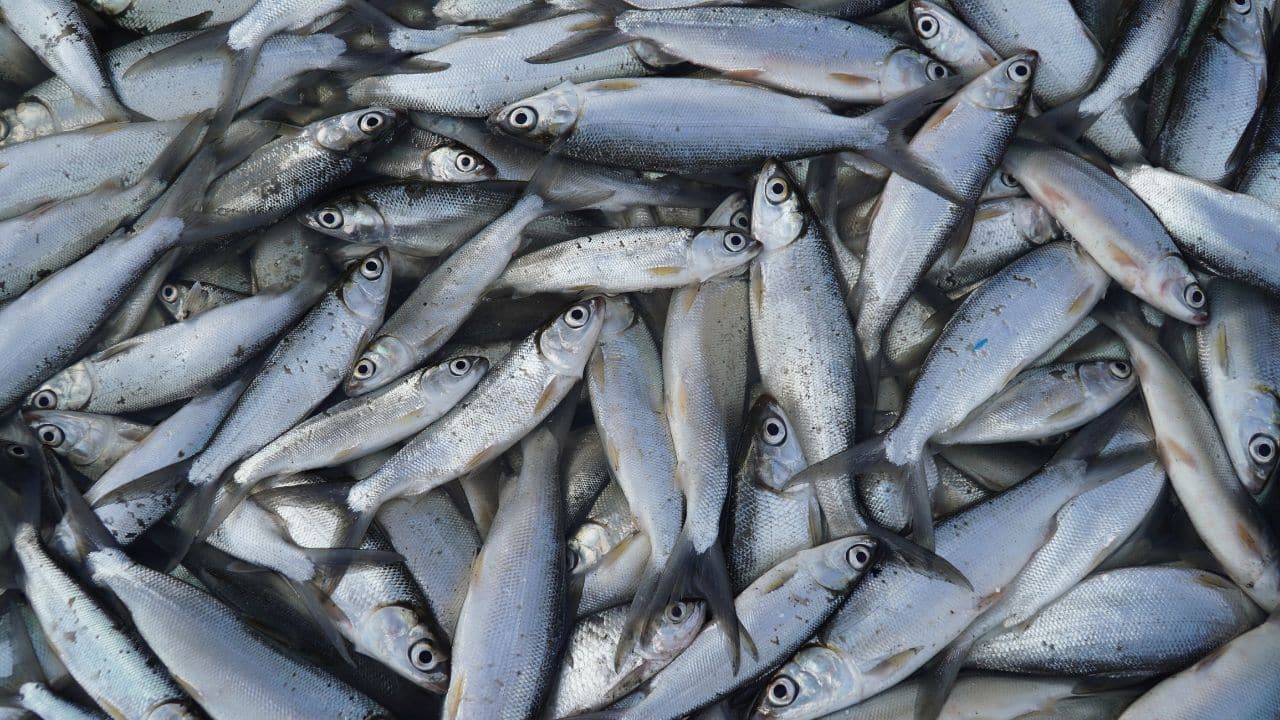 Solar power to operate aeration systems for bangus in Pangasinan