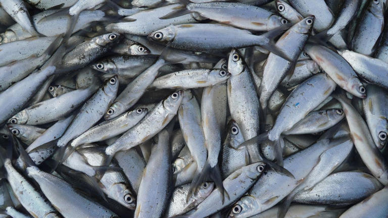 Solar power to operate aeration systems for bangus in Pangasinan