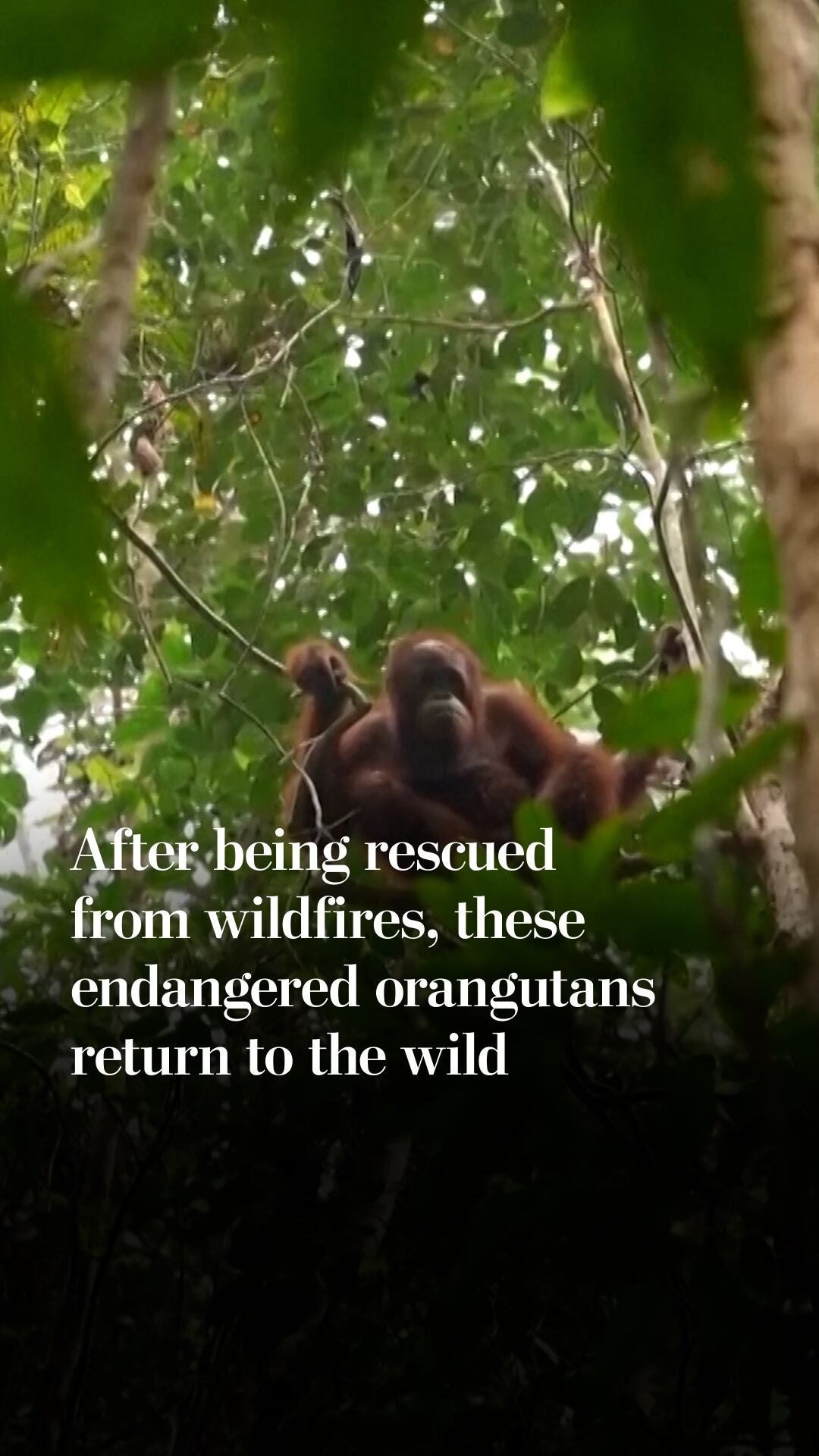 After being rescued from wildfires, these endangered orangutans return ...