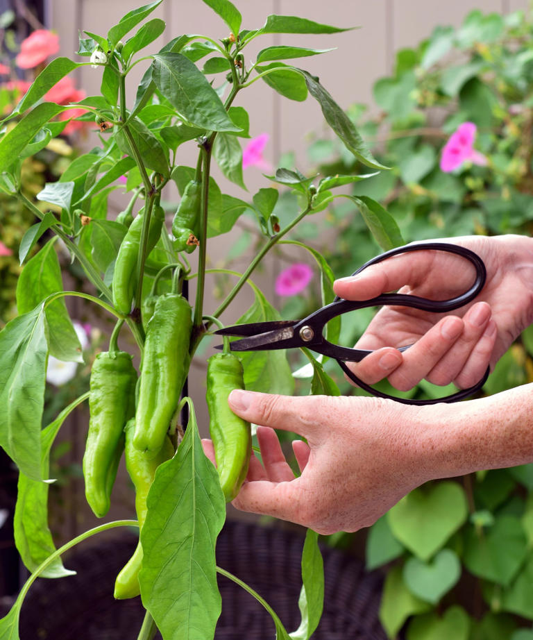 Grow a bonchi pepper tree this fall – give your peppers a second life ...