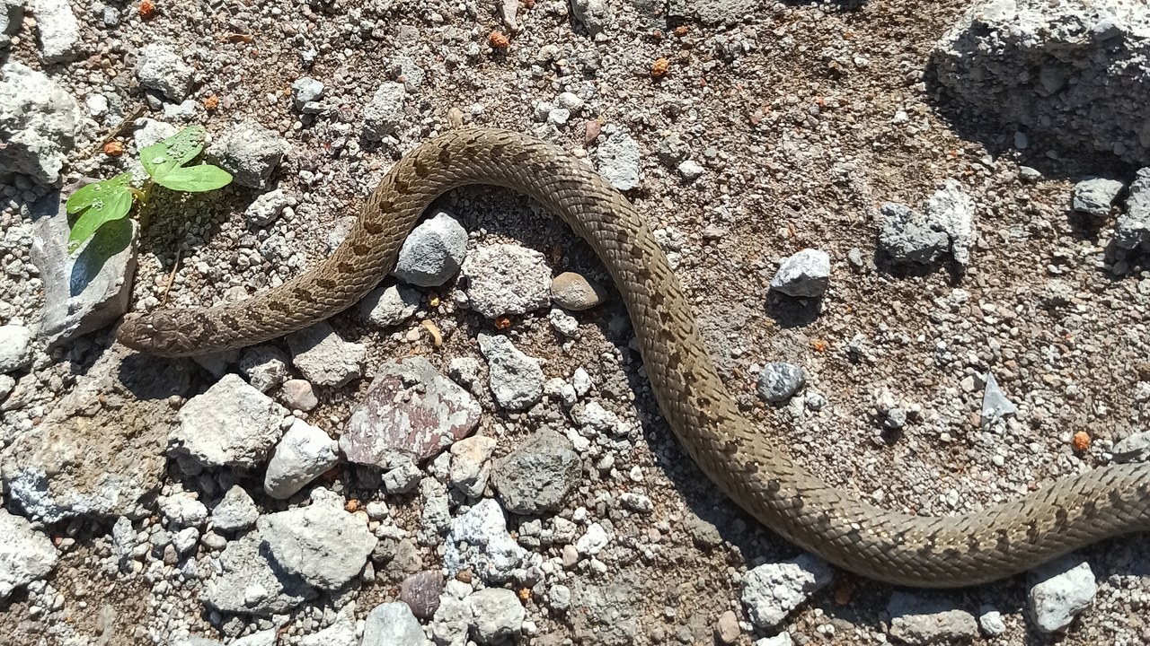 A New Guinea snake now carries Slash’s name, 20 years after it was ...