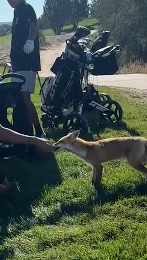 Fox repeatedly returns for snacks at New Mexico golf course