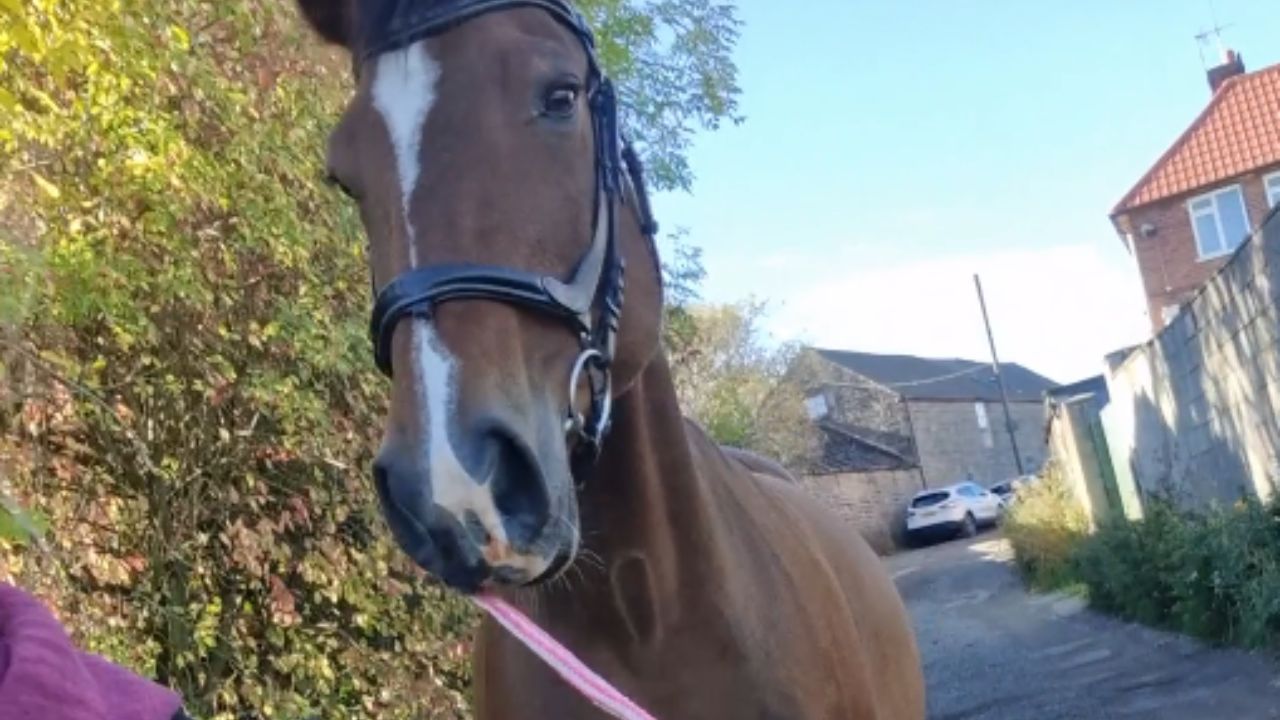 Surprising reaction from Dutch Warmblood during routine walk