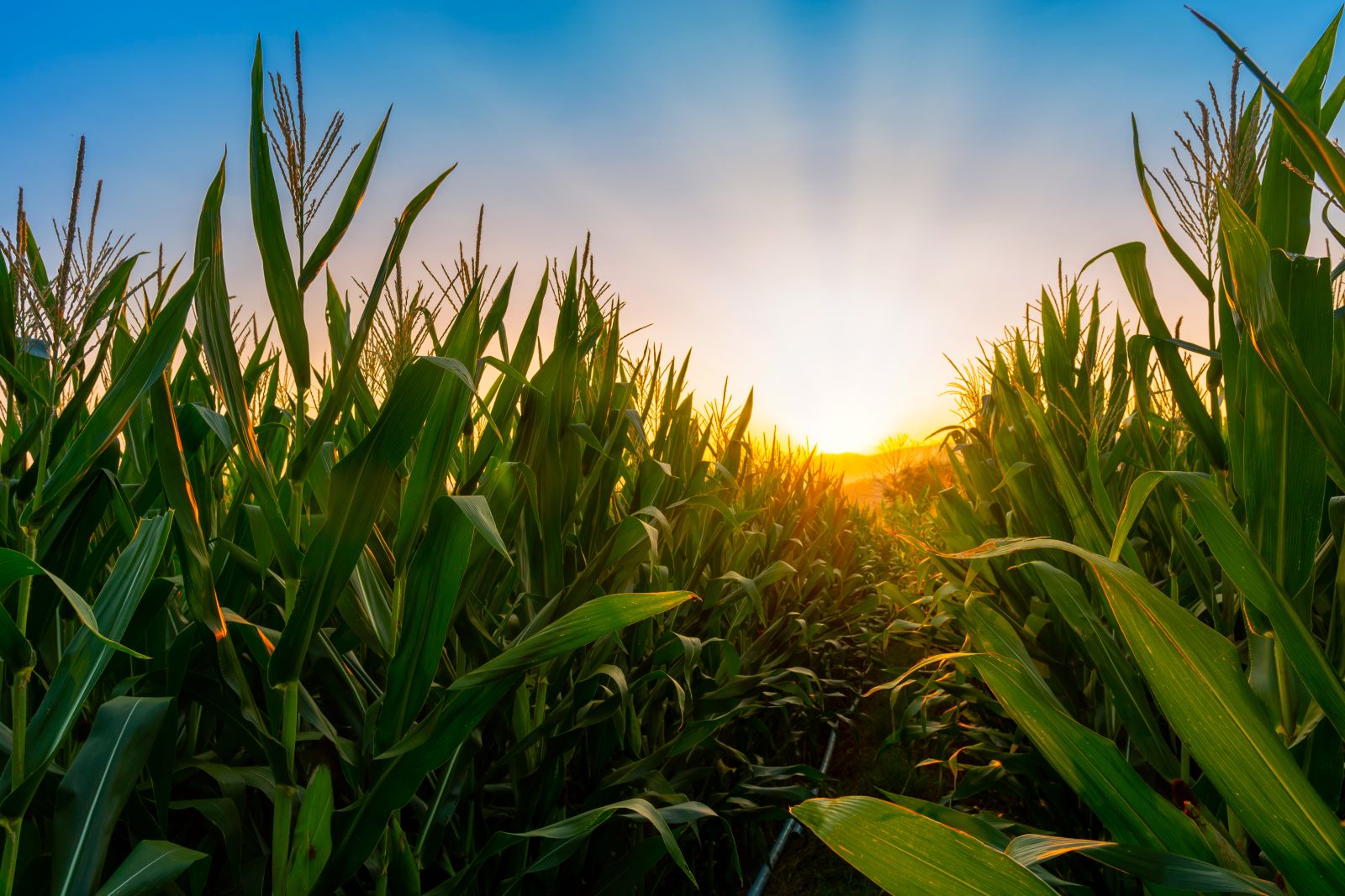 What to watch next after the USDA gut-punched corn prices last week