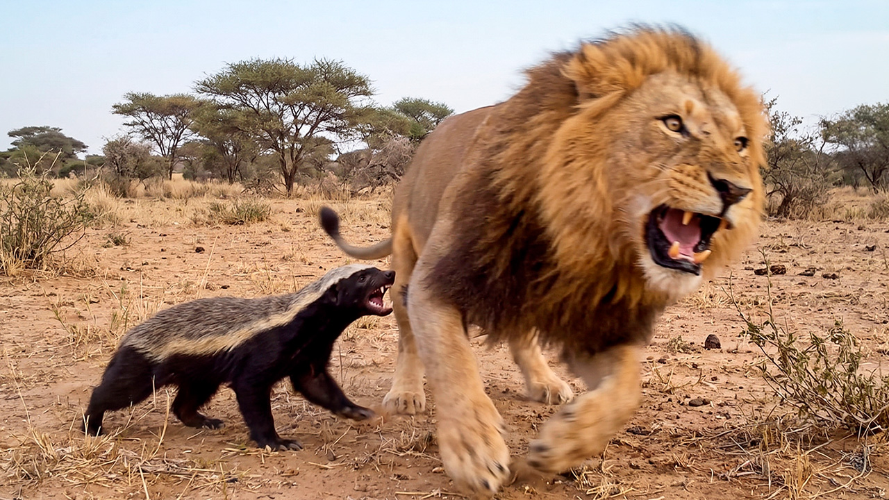 Watch what happens when a lion attacks a honey badger – the king of the ...