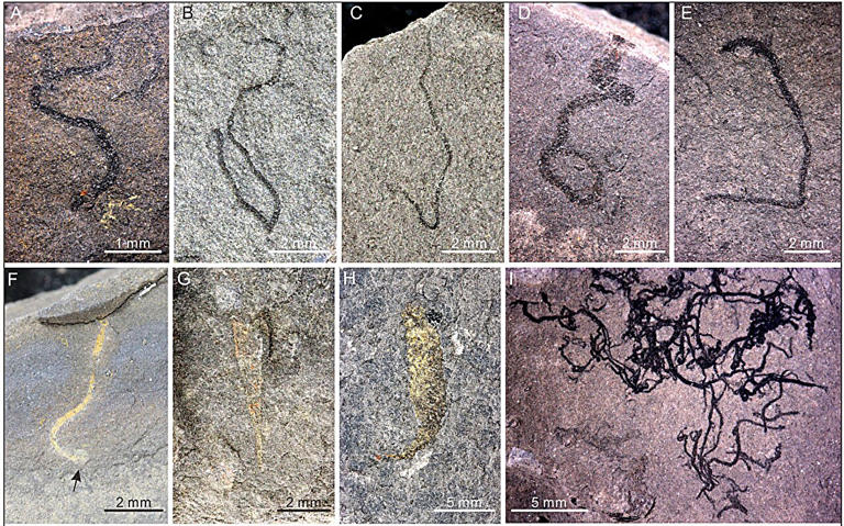 Tiny fossils reveal a missing chapter of ocean life after Snowball Earth