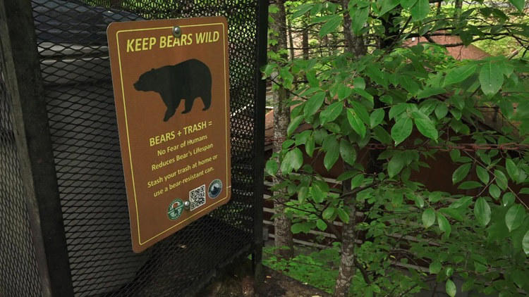 Bear found dead with bullet wound in its abdomen was previously ...