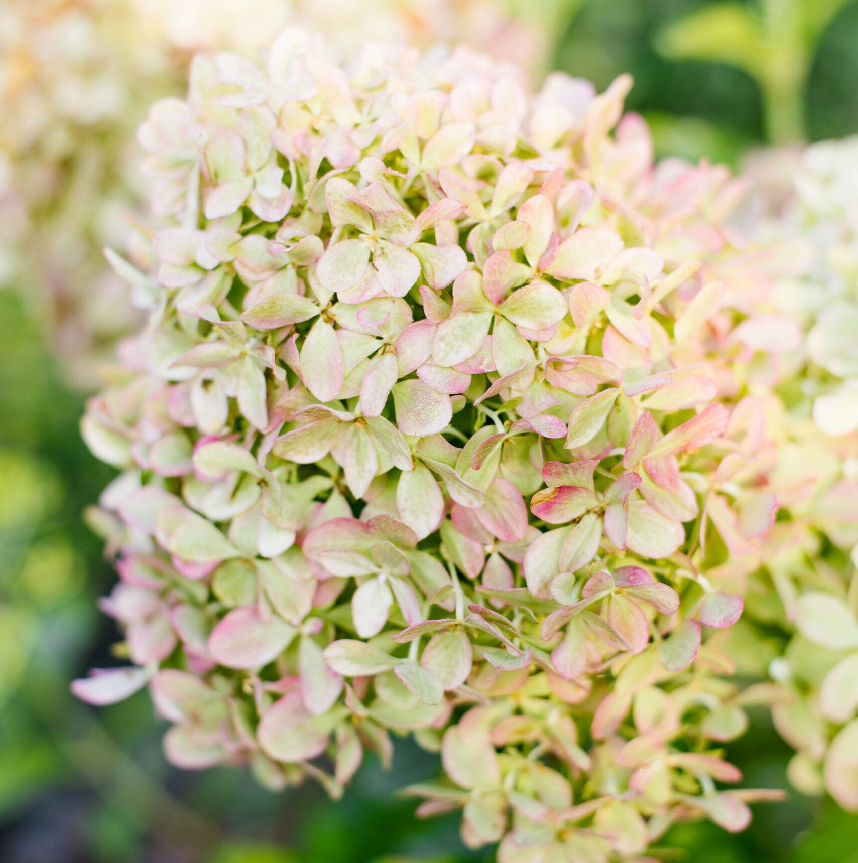 If you see brown spots on your hydrangea leaves, this is why